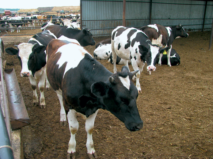 Молочное животноводство в Кинель-Черкасском районе