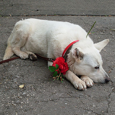 Международный день собак в Самаре