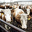 Мясное животноводство в условиях рискованного земледелия