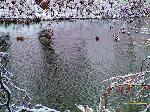 Утки на озере